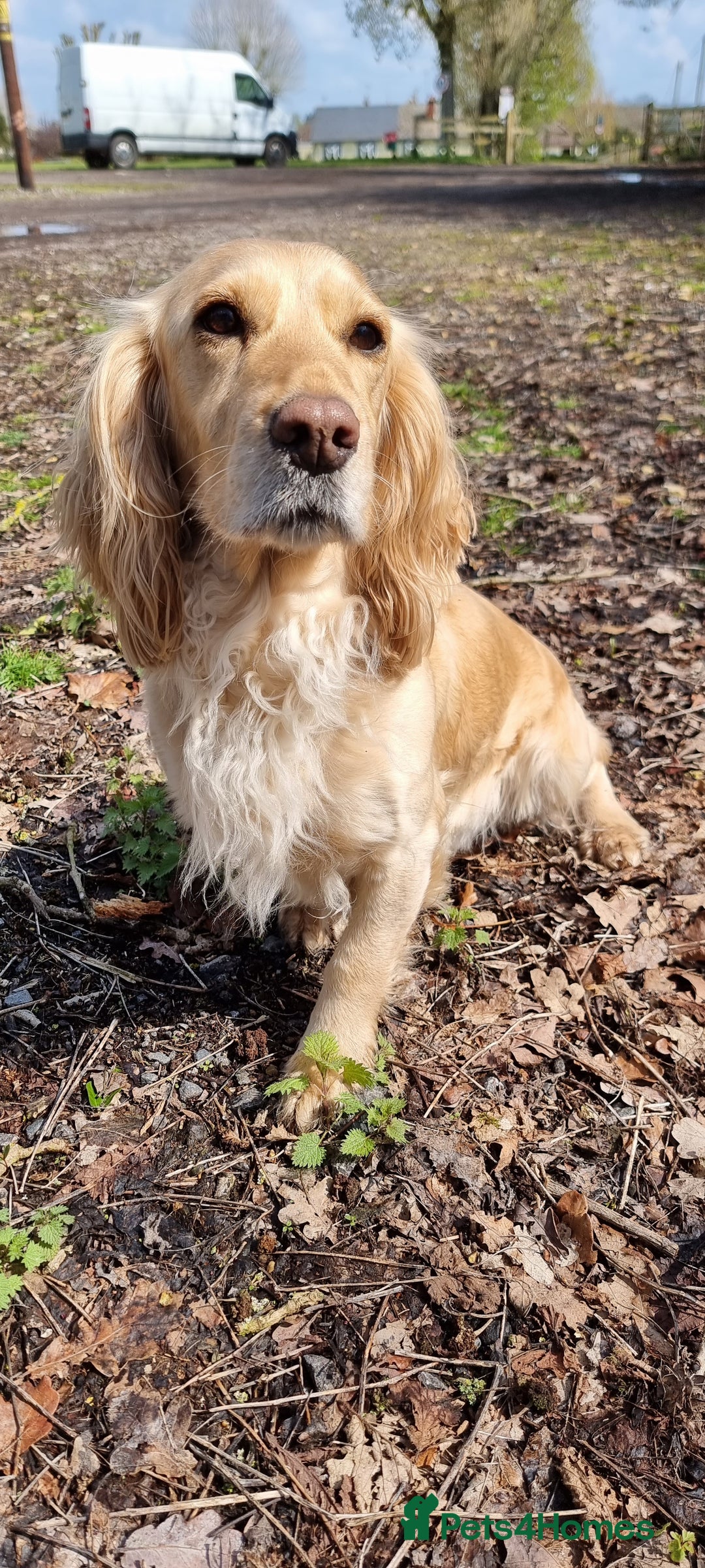 Cocker Spaniel dogs for sale: Working Cocker Spaniel pups for sale ready 19/8/25 - Image 3
