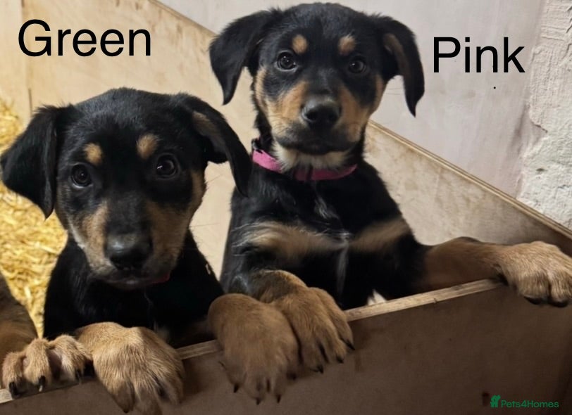 Huntaway dogs Huntaway Puppies For Sale   - Advert 5