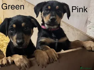 Huntaway dogs Huntaway Puppies For Sale - Advert 5