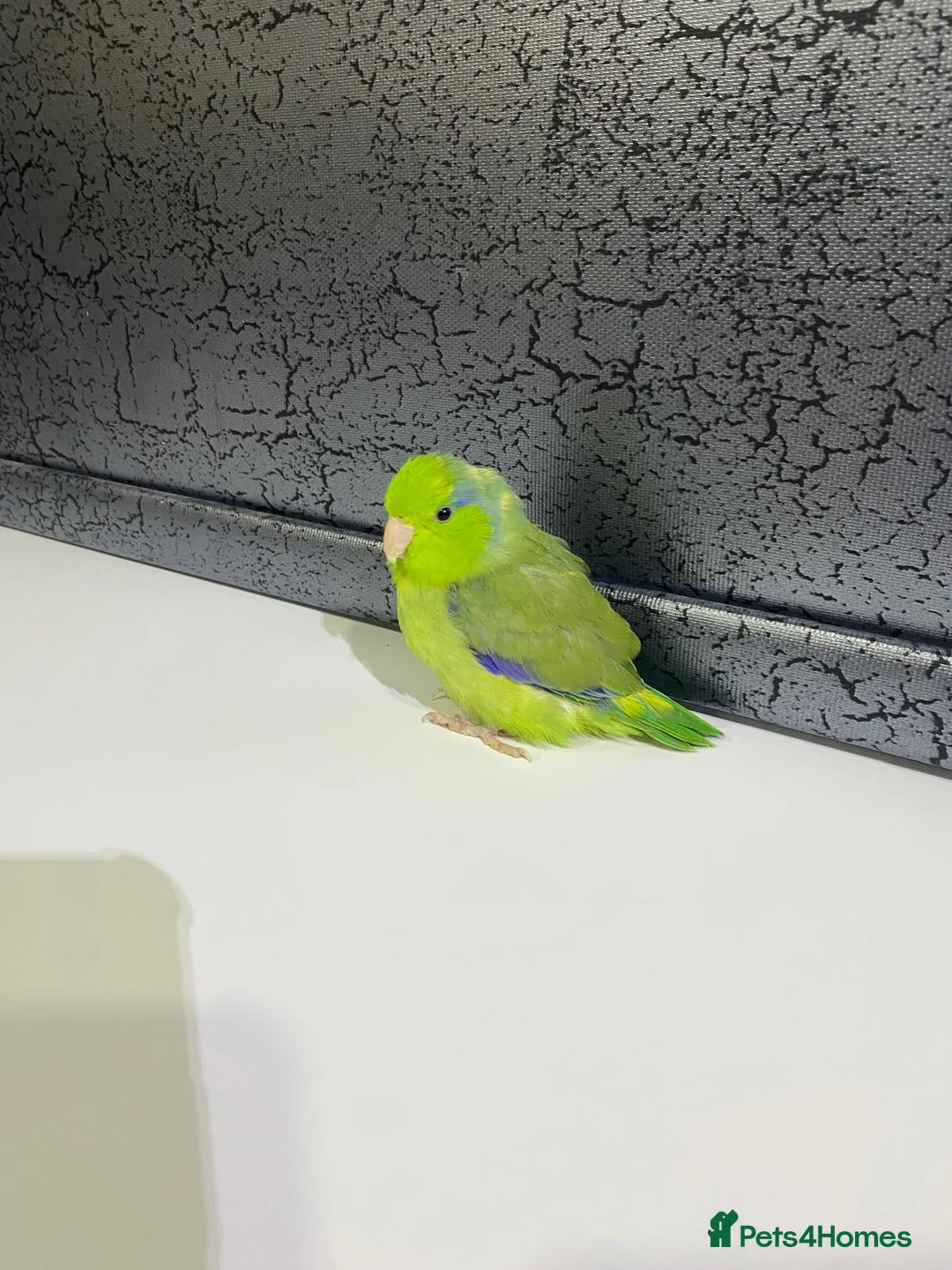 Budgerigars birds for sale: Looking for green parrotlet  - Advert 2