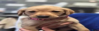 Labrador Retriever 4