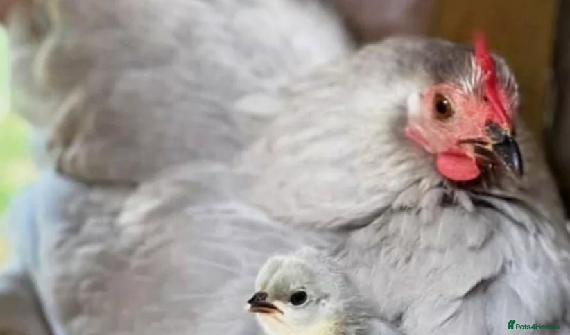 Chickens poultry Lavender pekin bantams - Advert 2