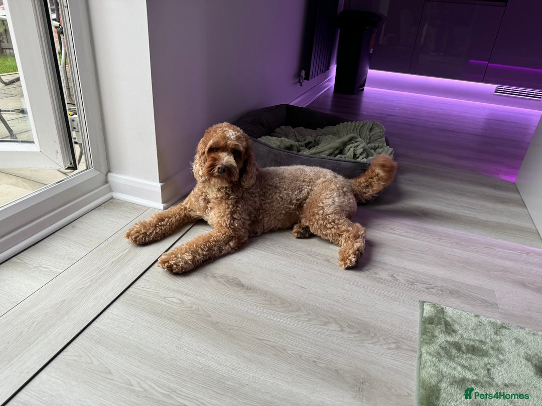 Cockapoo dogs for sale: Cockapoo - Image 4