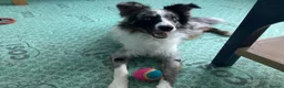 Border Collie dogs for adoption: Nate - Merle Collie for Adoption in Highbridge - Advert 3