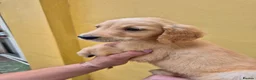 Golden Retriever dogs for sale: Unexpectedly readvertised - Advert 4