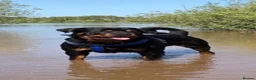 Rottweiler dogs for sale: Pregnancy announcement  in Doncaster - Advert 5