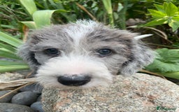 Mixed Breed dogs for sale: Poodle cross - Image 22