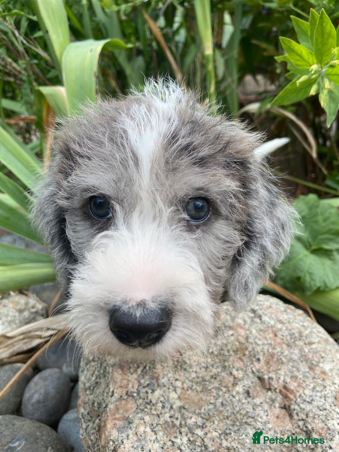 Mixed Breed dogs for sale: Poodle cross - Image 22
