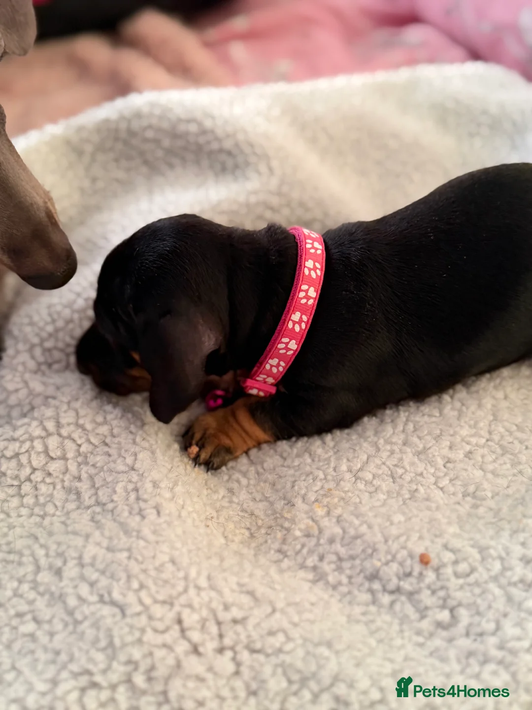 Dachshund dogs for sale: Dachshund  - Advert 6