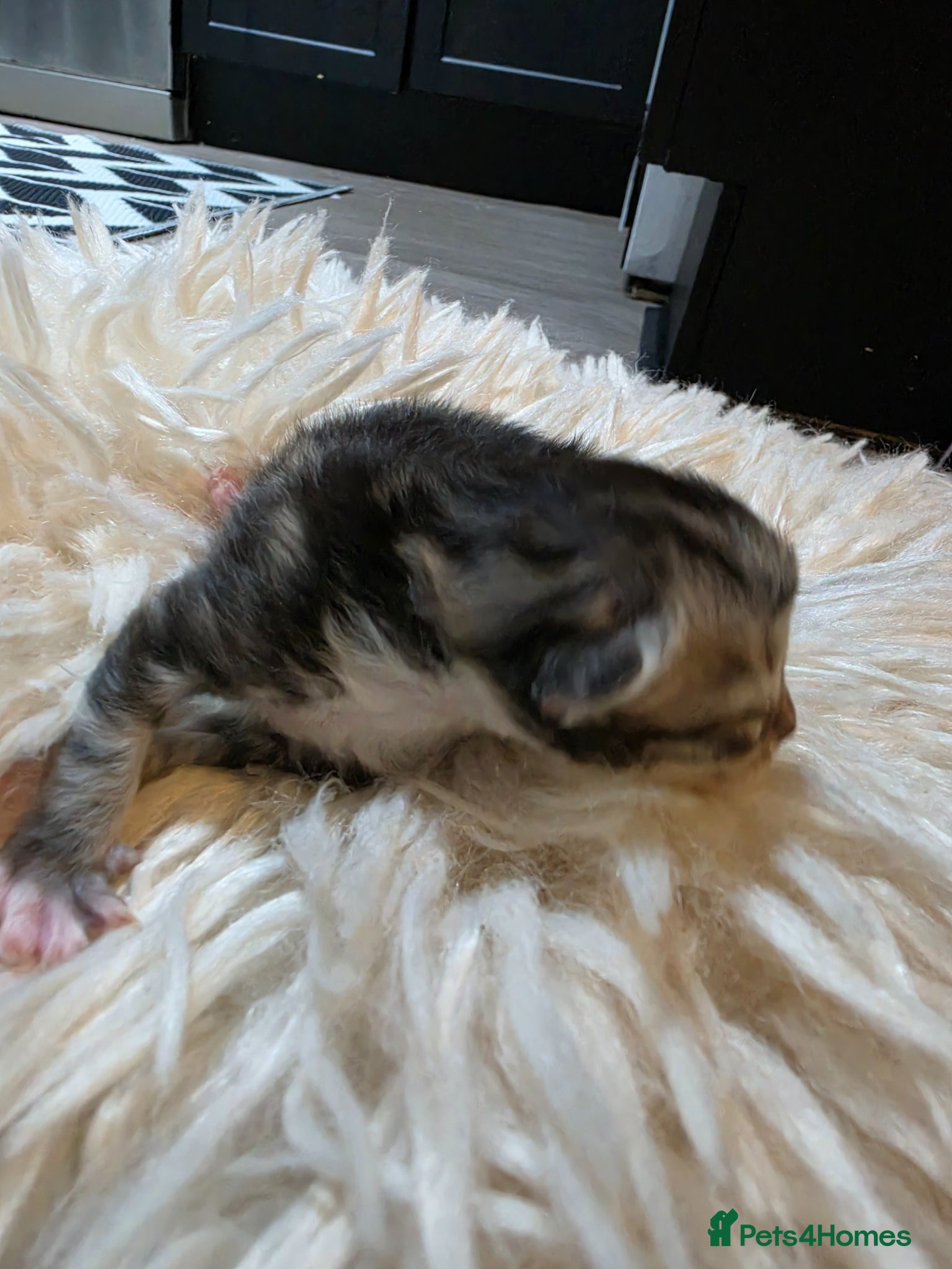 Persian cats for sale: Beautiful Persian Mix Kittens - Advert 30