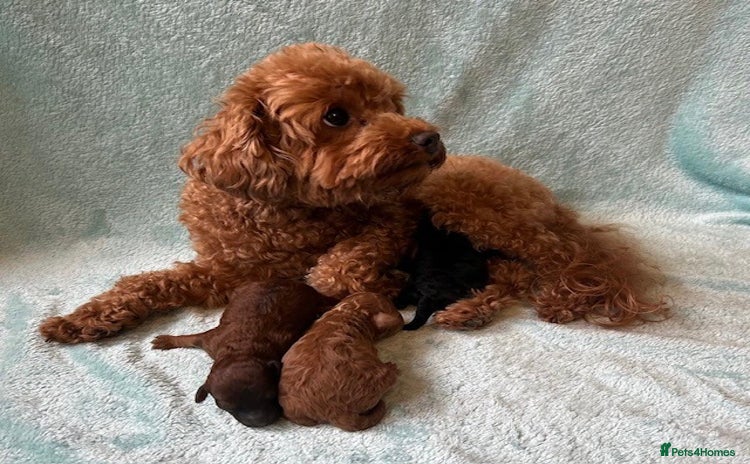 Toy Poodle dogs - Advert 4