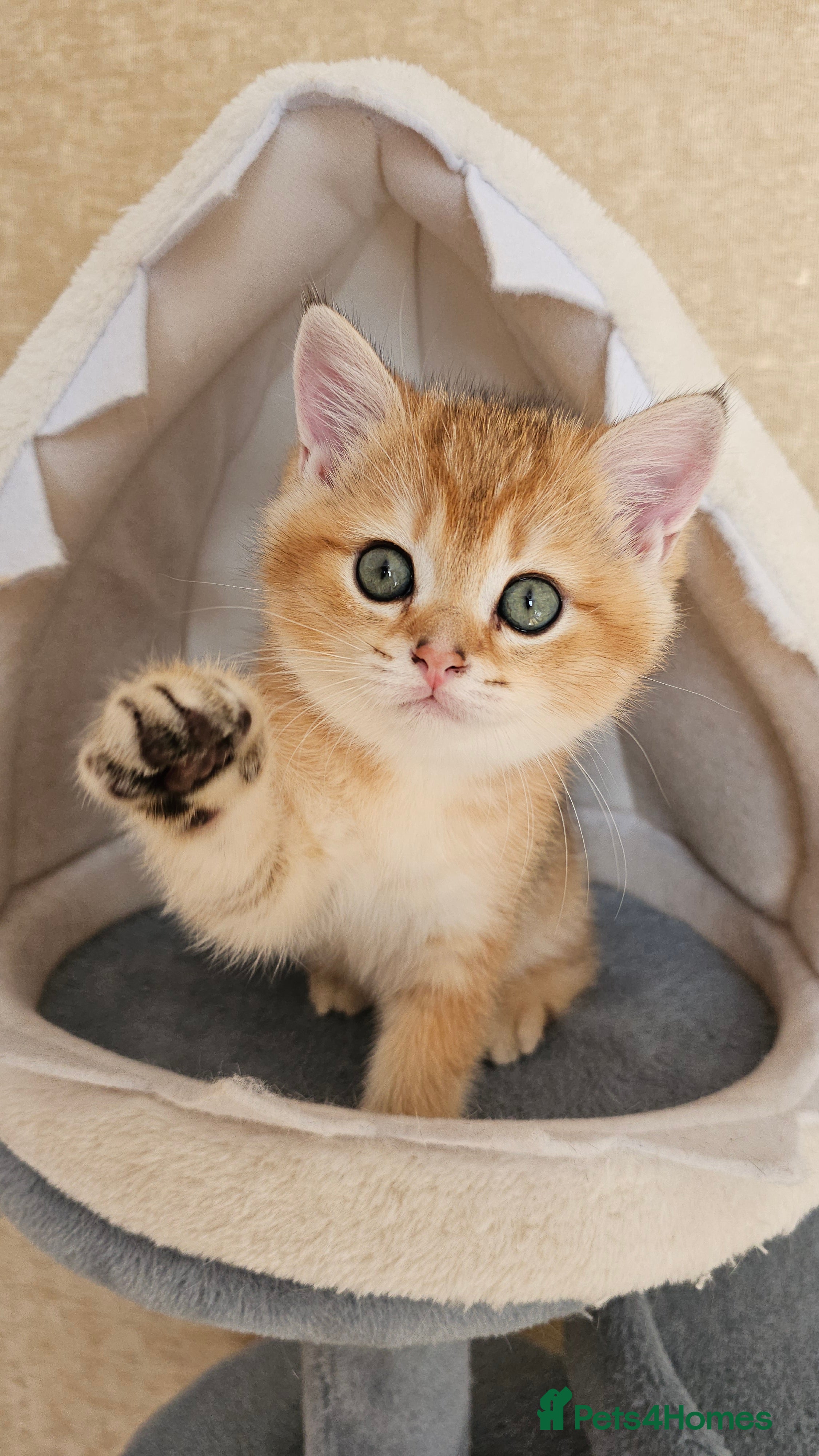 Scottish Fold cats TICA😼LAST STUNNING BOY LEFT😼READY THIS WEEKEND - Advert 7