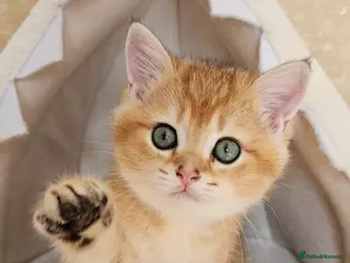 Scottish Fold cats TICA😼LAST STUNNING BOY LEFT😼READY THIS WEEKEND - Advert 7