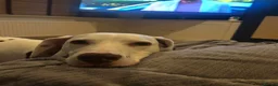 Dalmatian dogs for sale: 8 year old Dalmatian - Polly - liver spotted - Advert 7