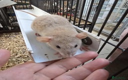 Rat rodents for sale: Babies rats, rex, dumbos and fancy - Image 19