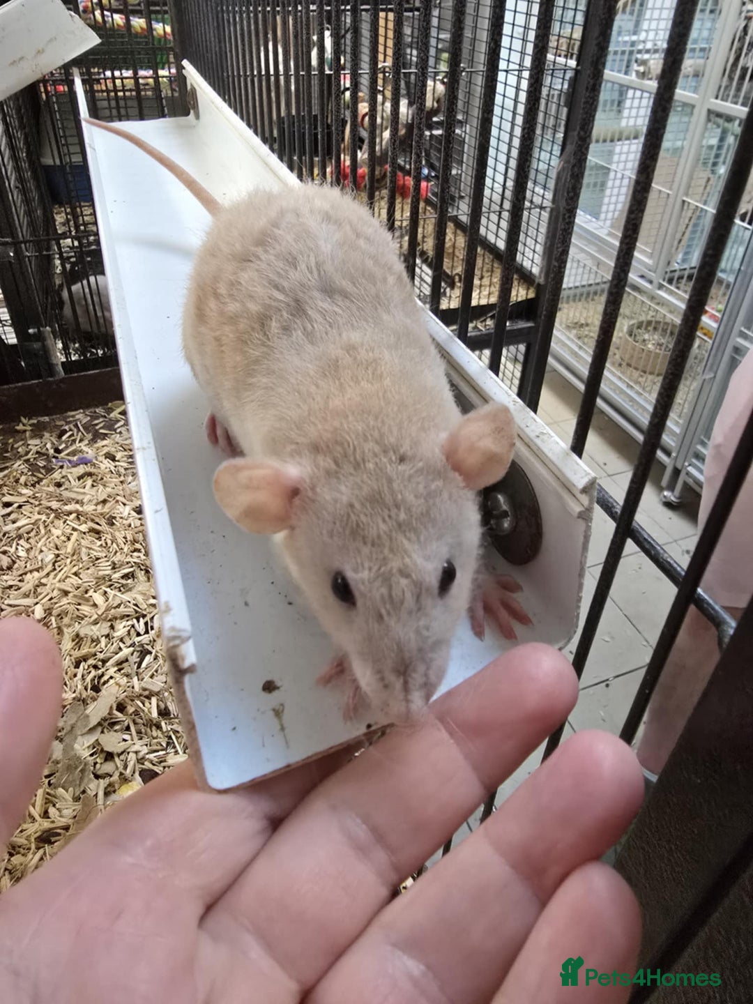 Rat rodents for sale: Babies rats, rex, dumbos and fancy - Image 19