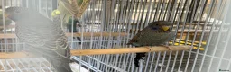 Budgerigars birds for sale: BFBW budgies and other mutations  - Advert 4