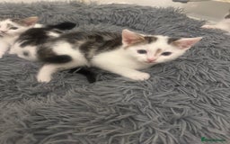 Domestic Shorthair cats for sale: Unique & Precious Kittens Seeking Forever Homes - Image 17
