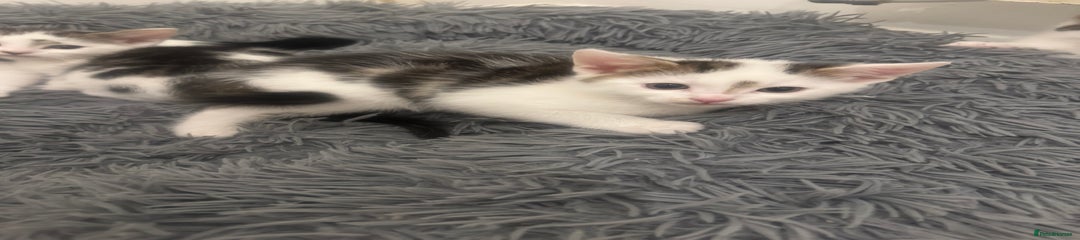 Rex