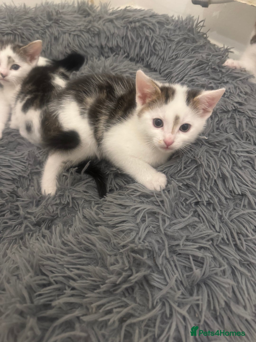 Domestic Shorthair cats for sale: Unique & Precious Kittens Seeking Forever Homes - Image 17