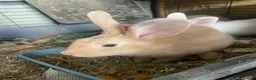 Mini Lop rabbits for sale: X3 Mini Lop Bunnies - Advert 15