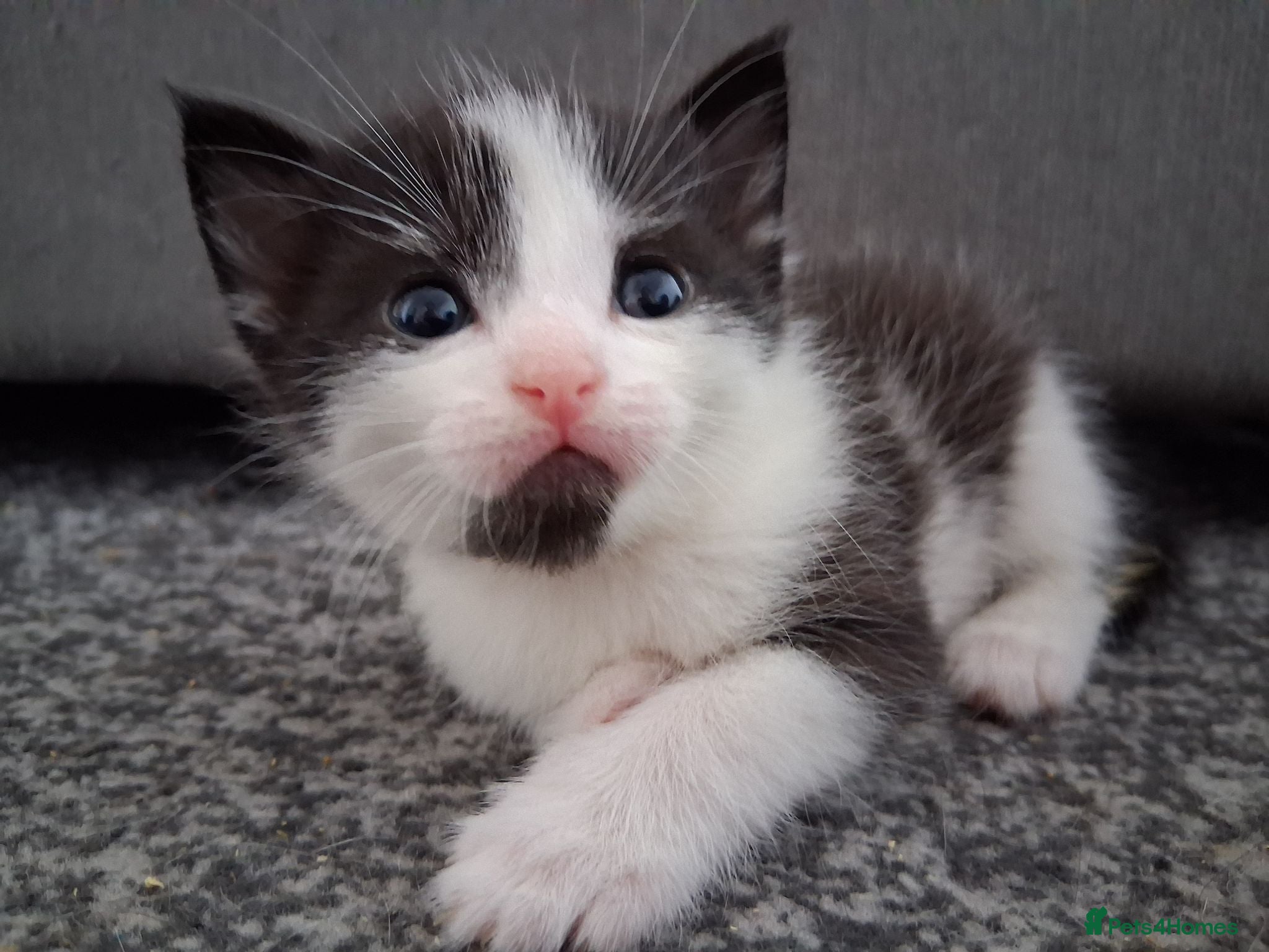 Mixed Breed cats for sale: Last girl - ready to collect - Advert 3