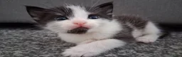 Mixed Breed cats for sale: 5 kittens  in Harlow - Advert 20