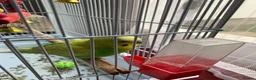 Budgerigars birds for sale: Pair of bonded budgerigars in Chesham - Advert 2