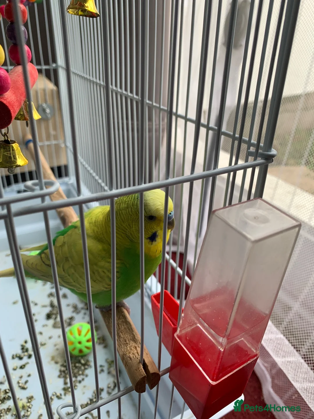 Budgerigars birds for sale: Pair of bonded budgerigars in Chesham - Advert 2