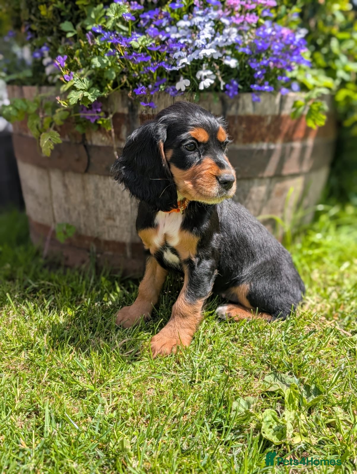 Cocker Spaniel dogs Beautiful Working type Cocker Spaniel Puppies - Advert 1