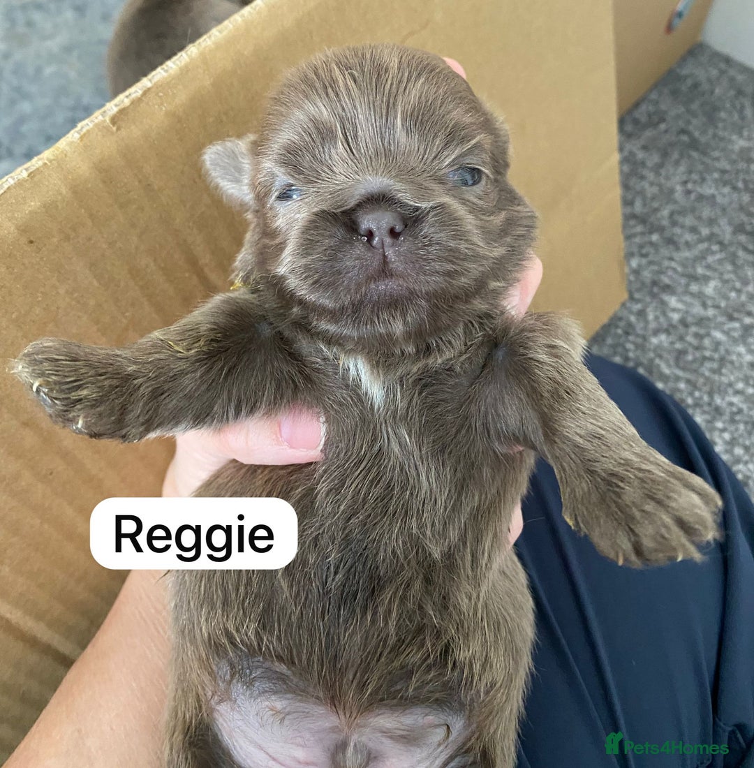 Shih Tzu dogs for sale: BLUE CARRING CHOC/LILAC IMPERIAL BOYS - Image 17