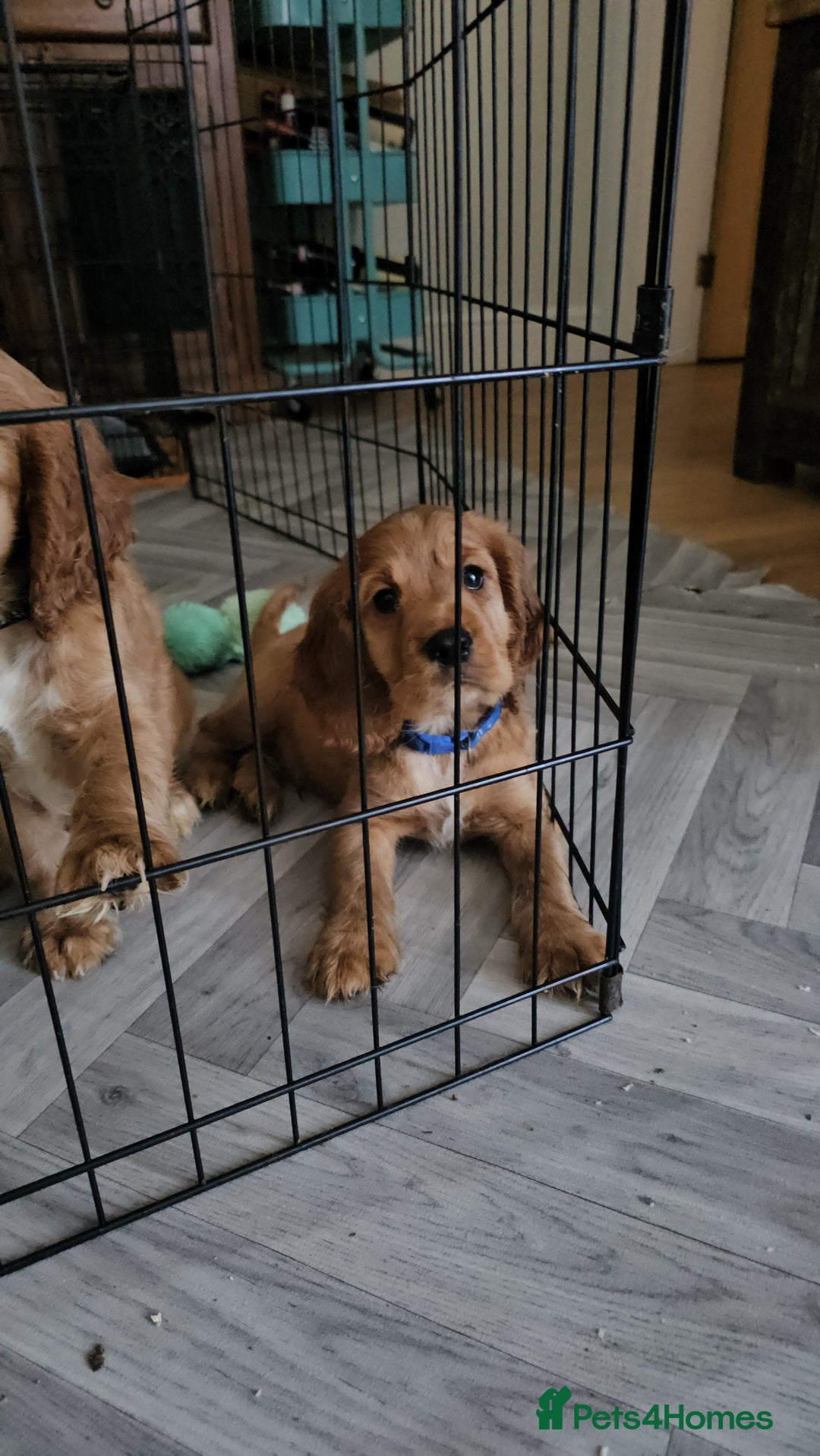 Mixed Breed dogs for sale: Cockalier/Springer Spaniel puppies ready for you! in London - Image 18
