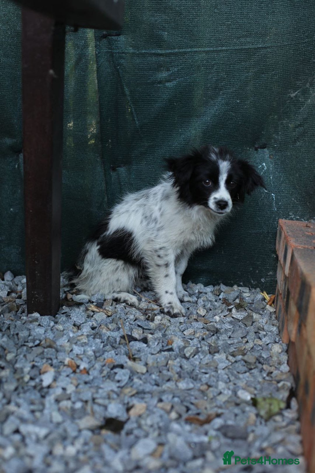 Mixed Breed dogs for adoption: 💖🐶 LOLLY & JOLIE 🐶💖 - Image 20