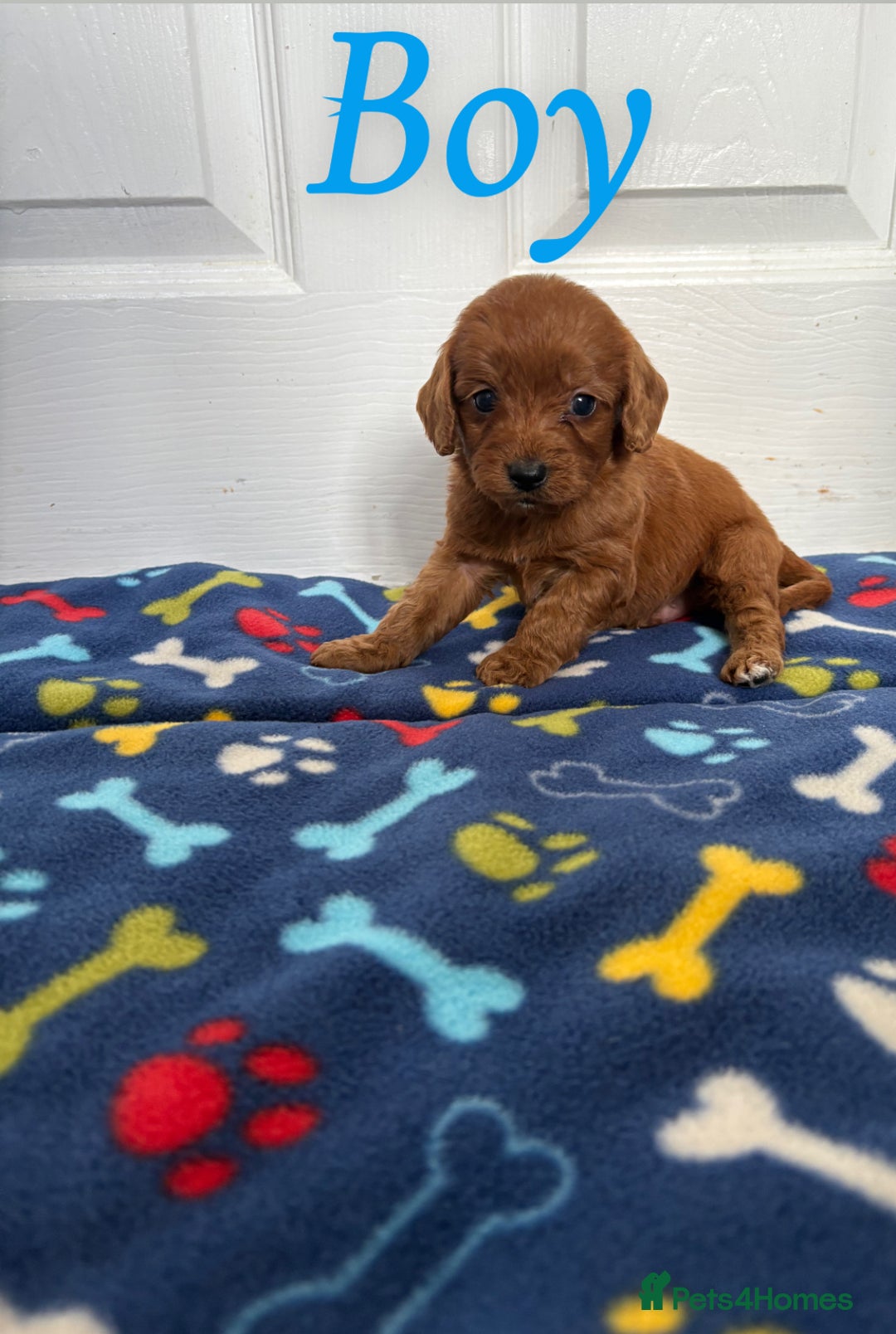 Cockapoo dogs for sale: Cockerpoos for sale  - Image 9