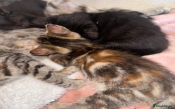 Mixed Breed cats for sale: Pretty little girls  - Image 8