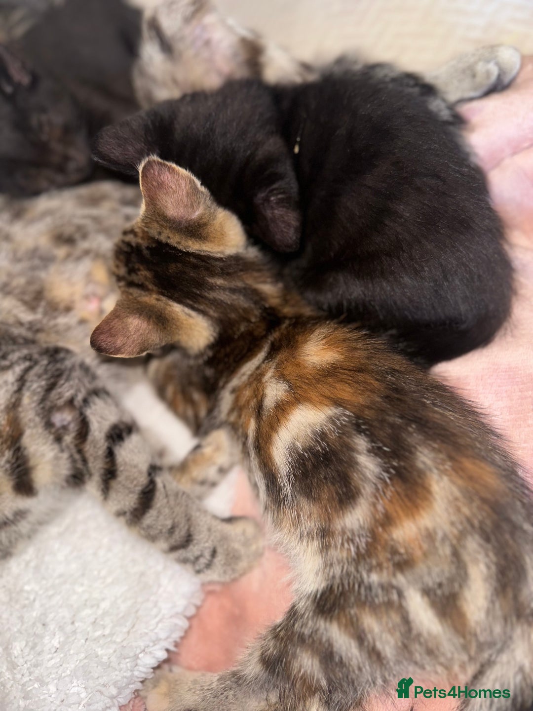 Mixed Breed cats for sale: Pretty little girls  - Image 8