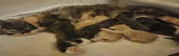 Mixed Breed cats for sale: Fluffy kitten - Advert 4