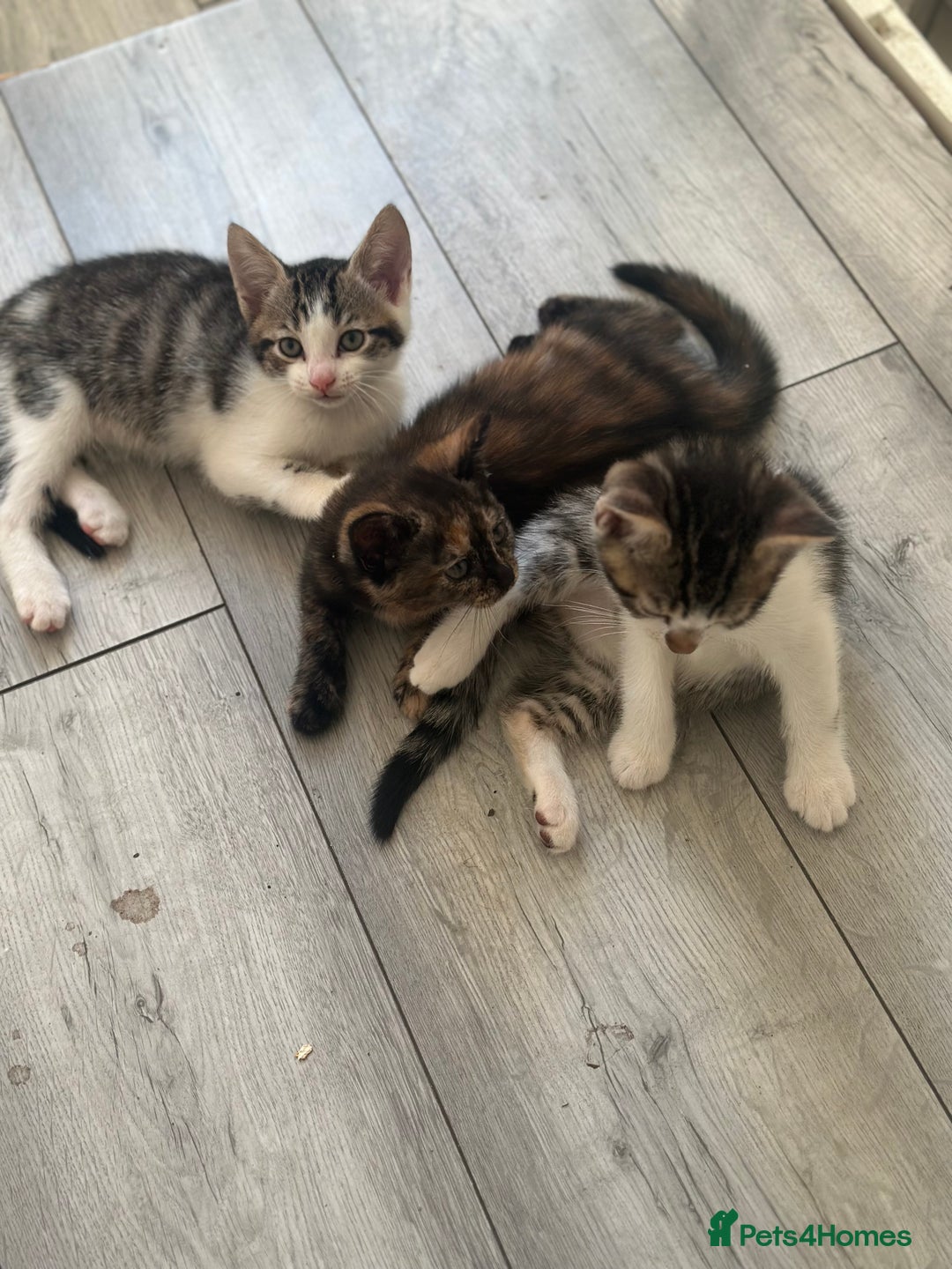 British Shorthair cats for sale: Ready for love - Image 7