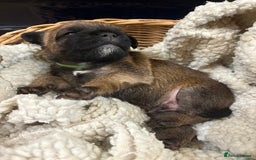Border Terrier dogs for sale: Gorgeous Border Terrier Puppies looking for homes - Image 23