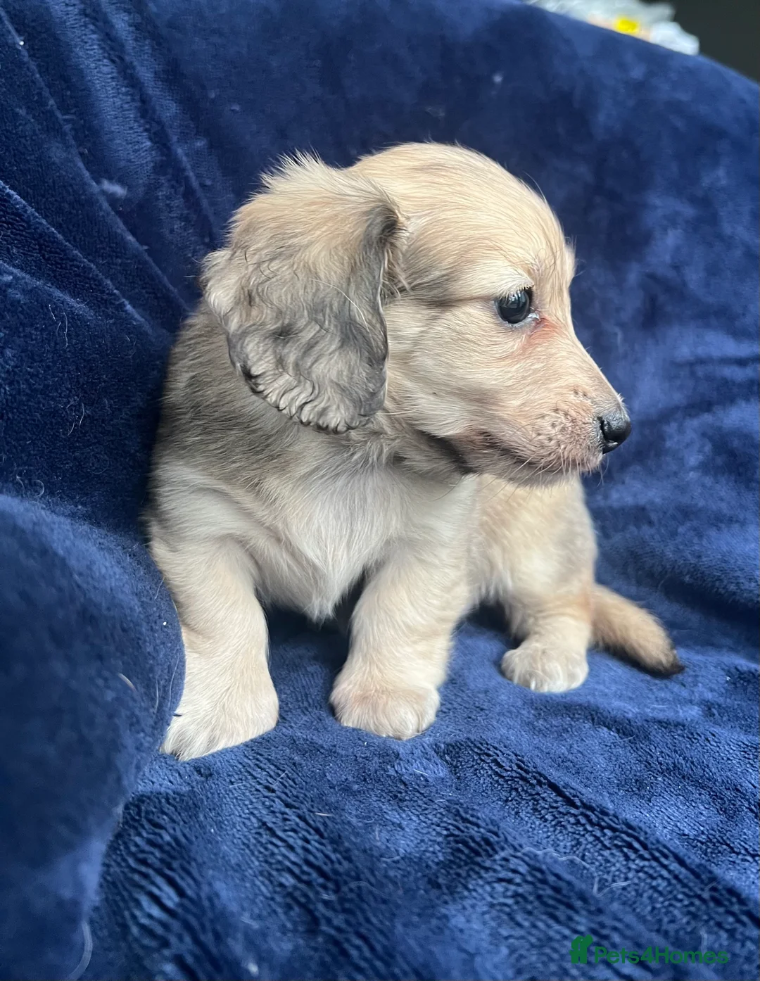 Miniature Dachshund dogs for sale: Shaded cream miniature dachshund girl - Advert 6