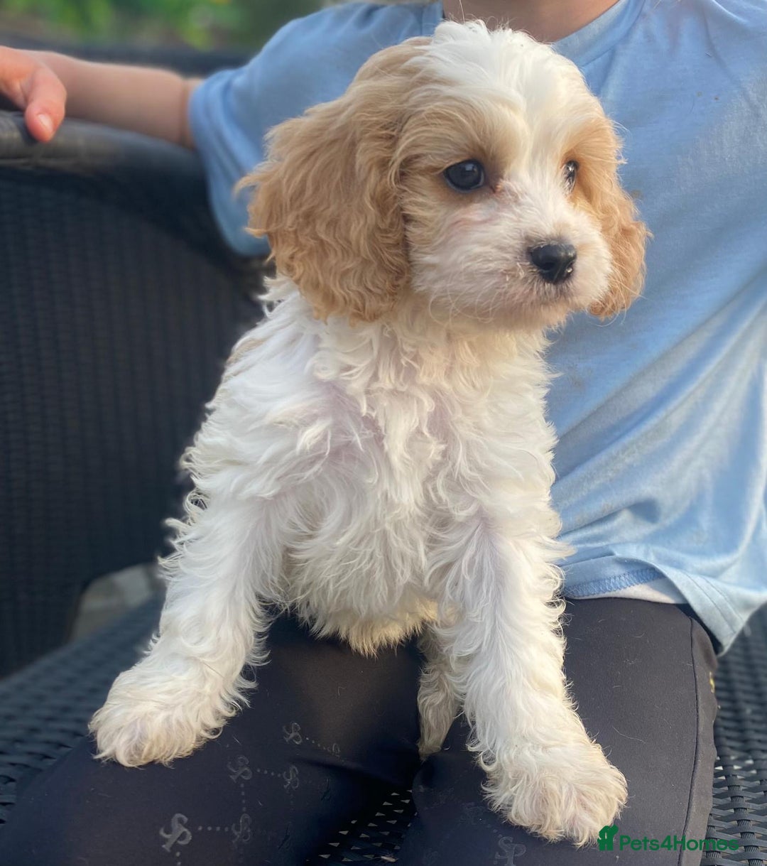 Cavapoo dogs for sale: Cavapoo litter  - Image 2