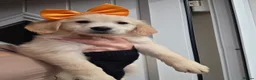 Golden Retriever dogs for sale: Golden retriever - Advert 27