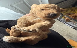 Cockapoo dogs for sale: Cockapoo Puppies For Sale  - Image 7