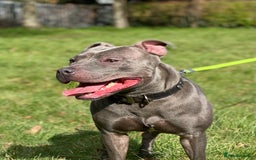 Staffordshire Bull Terrier dogs for stud: STUD…Blue Siras Champion Bloodlines   in Stroud - Image 3