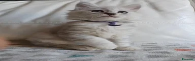 Maine Coon 1