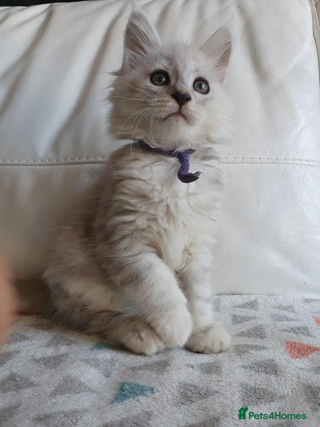 Maine Coon cats for sale: TICA REGISTERED GORGEOUS MAINE COONKITTENS - Advert 38