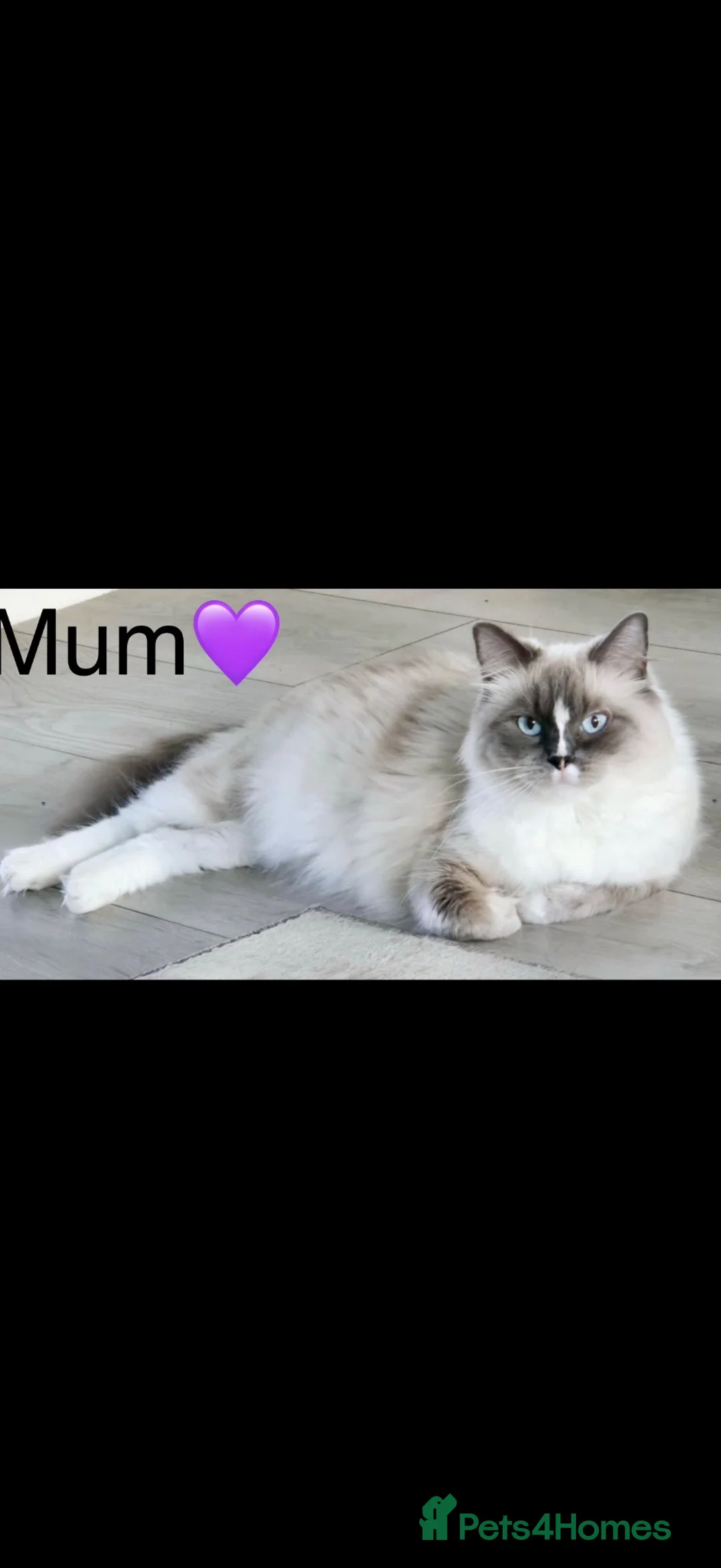 Ragdoll cats for sale: 🐾 STUNNING RAGDOLL KITTENS FOR SALE 🐾 in Milton Keynes - Advert 7