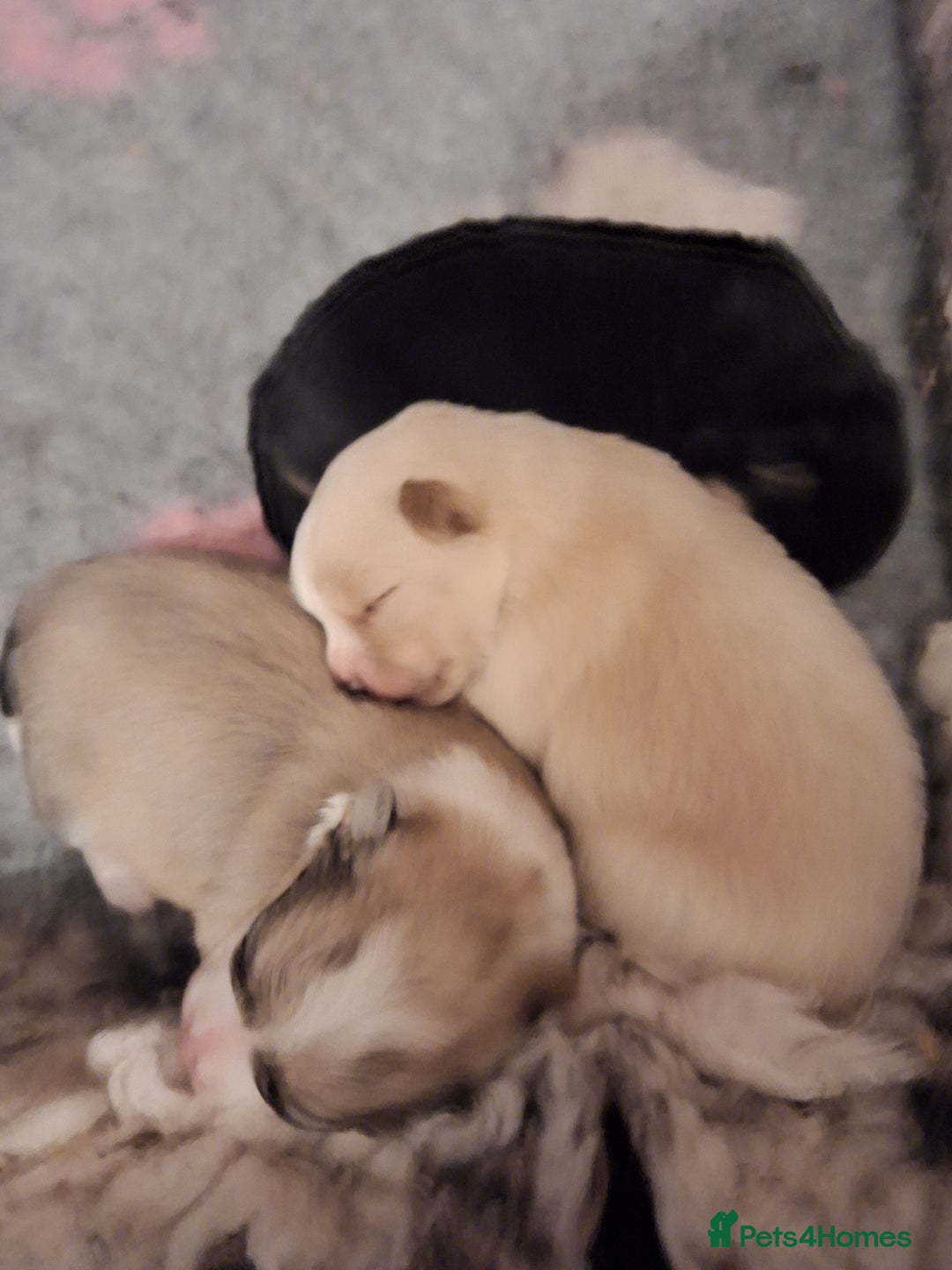 Pomeranian dogs for sale: Little cuties - Advert 32