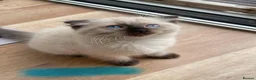 Scottish Fold cats for sale: Beautiful kittens🌹🤭 - Advert 7