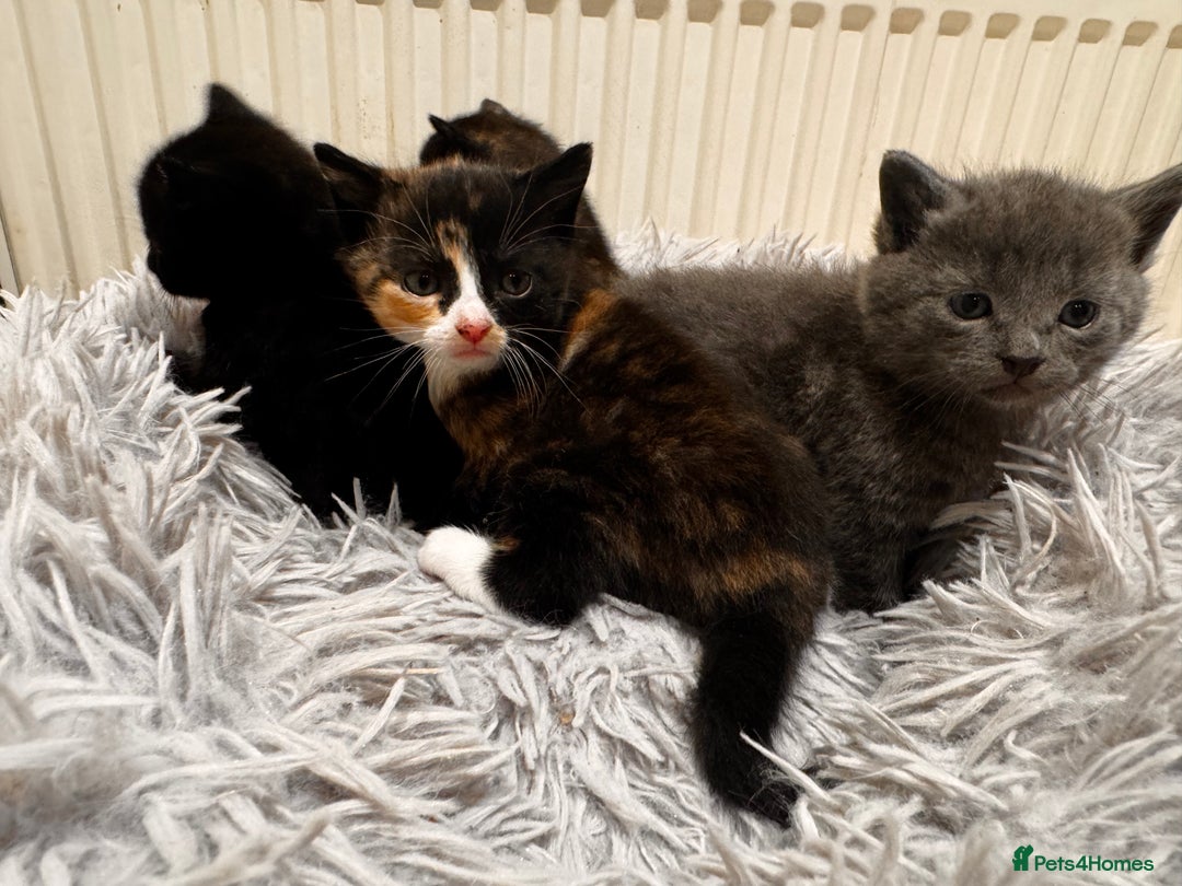 Mixed Breed cats for sale: 4 beautiful kittens - Advert 4